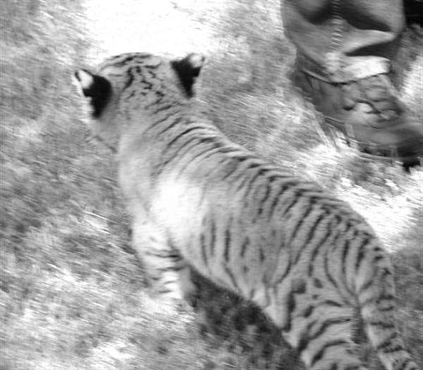 Liger Cub in Japan. Japanese Ligers. 