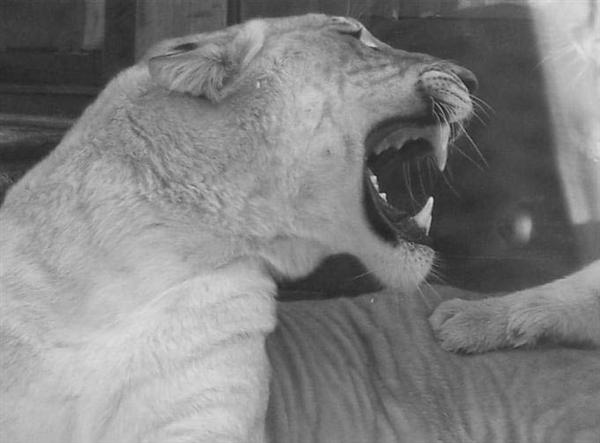 Liger Deaths in Japan. All 3 Japanese Ligers Died. 