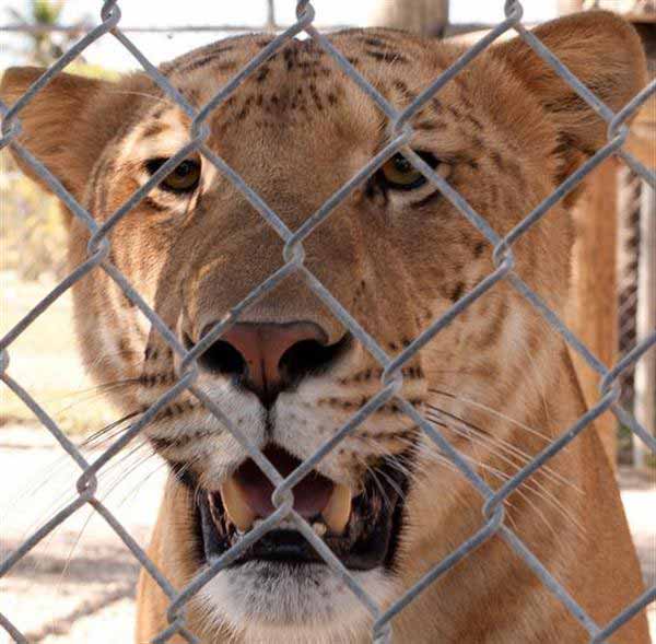 Liger Kalika lives at Seirra Safari Zoo in United States. 