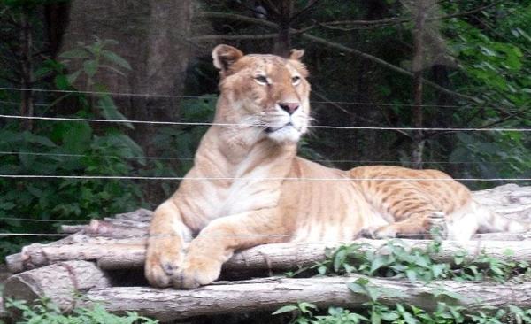 A Korean Liger Watching at Spectators