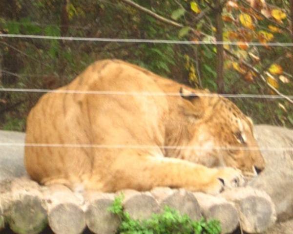 Liger Female Korean Yongin Zoo.