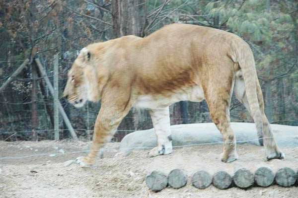 Liger Rapido at Yongin Zoo in South Korea