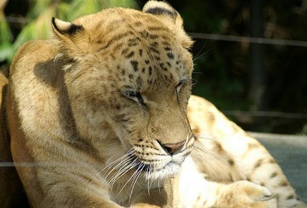 Liger Thoughtfully sitting under the sun. 