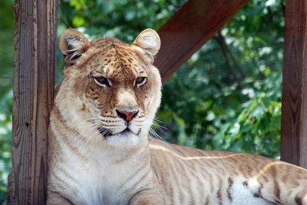 Liger Health is better when they stay with their mother which is a female tigress.