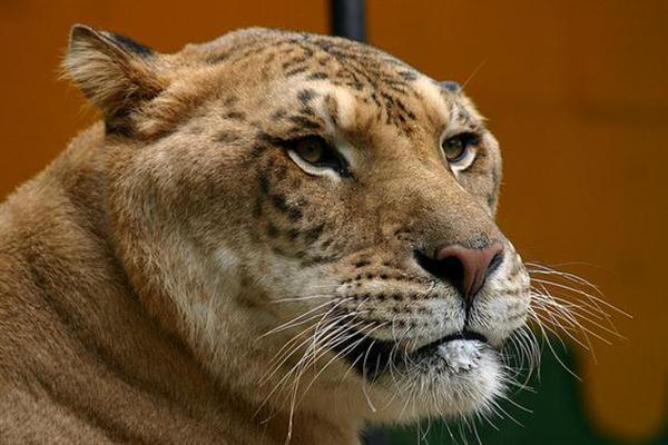 Liger Cub Safety is always associated with their mothers. 