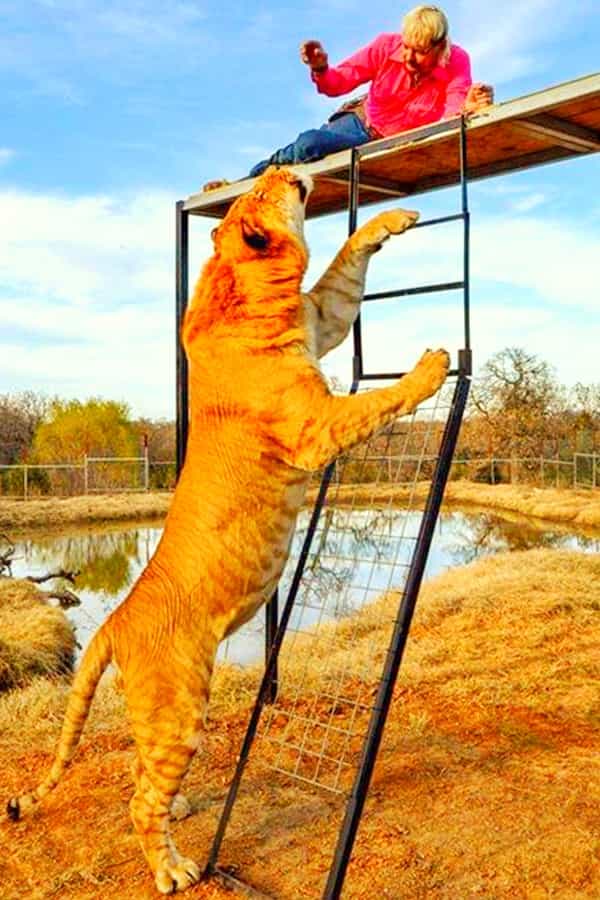 Levi the Liger is the second biggest liger in the world.