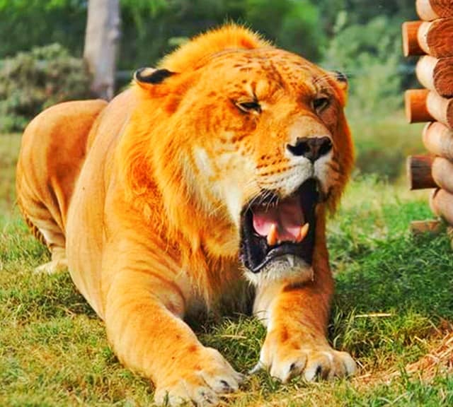 Levi the liger has blonde mane around its neck.