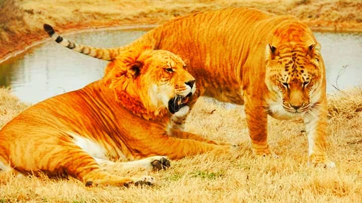 Levi the liger is very social big cat.