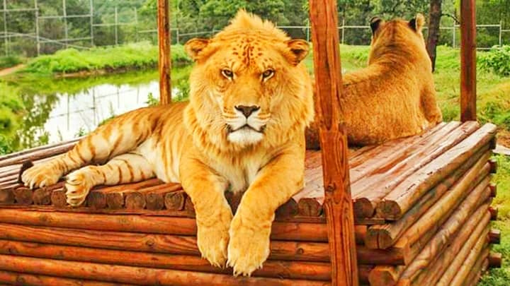 Levi the liger lives in a very spacious enclosure.