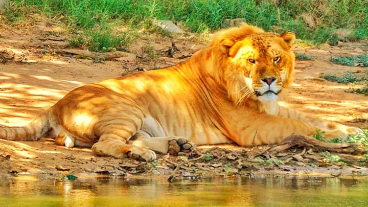 Levi the liger at the Wynnewood Zoo in Oklahoma, USA.