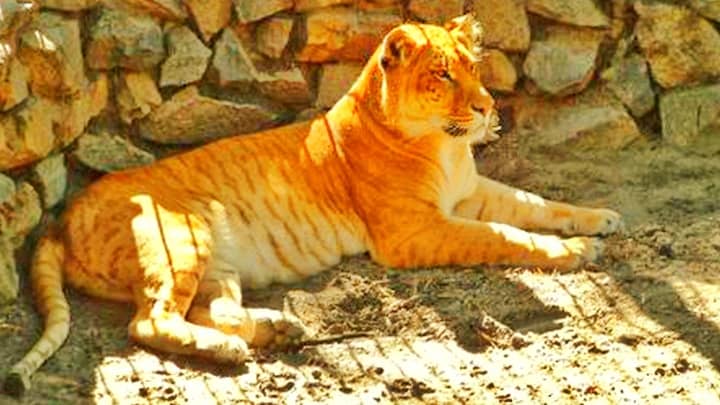 Liger Lie - Ligers have Genetic Defects.