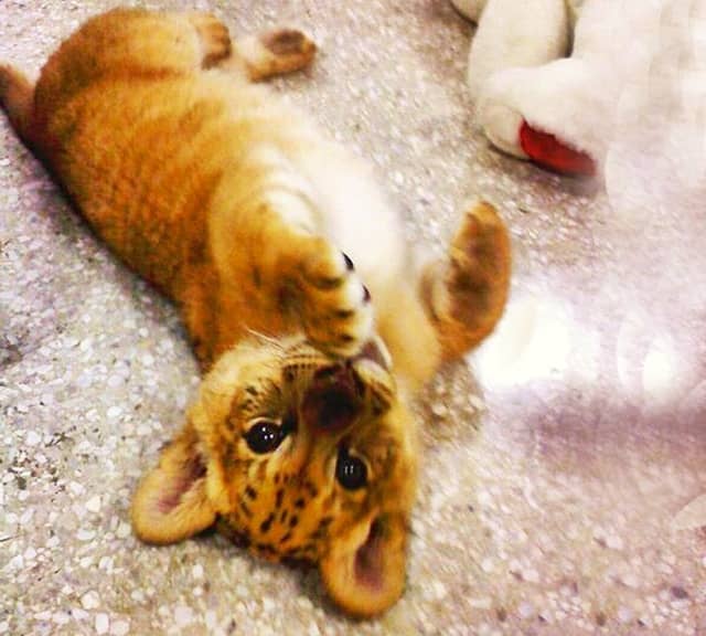 Liger Lie - Liger Cubs are born through C-Section Procedure.