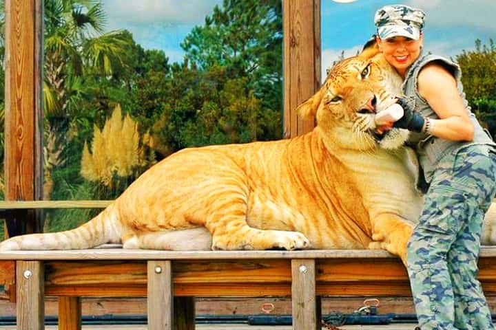 Liger lie - No Big Cat Conservation.