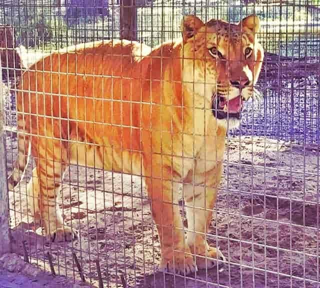 Liger Lie - Shorter Lifespan of Ligers