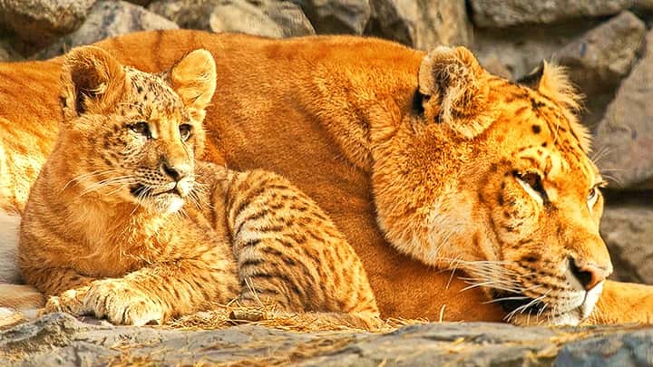 Liger Lie - Ligers are Sterile.