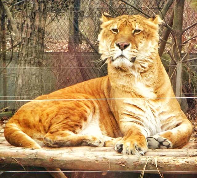 Liger Lie - Few Ligers in the World.