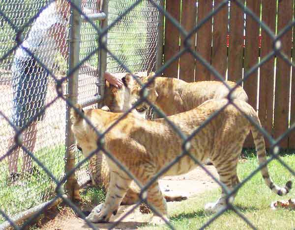 Liger Cubs Grow faster from 1st to 8th Month of their lives. 