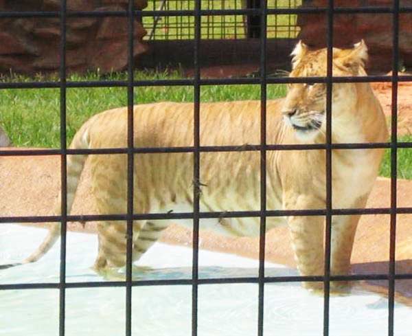 Ligers do not grow all of their lives. 