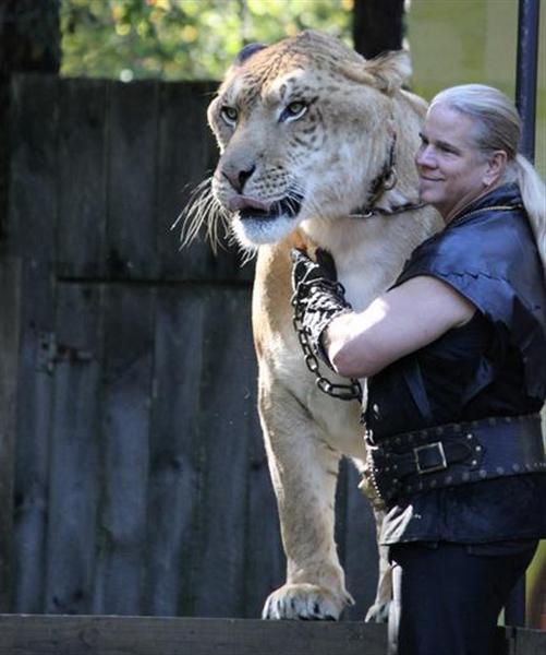 Liger Growth Evidence proves that they only grow till maturity. Ligers don't grow when they reach old age but rather their weight decreases.