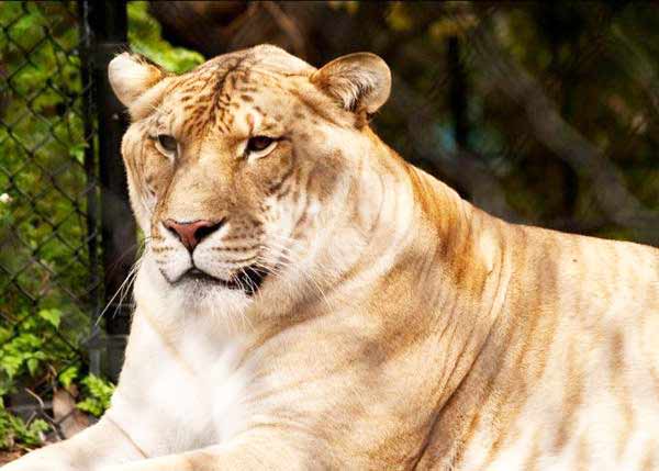 Ligers Growth Genes are virbrant. 