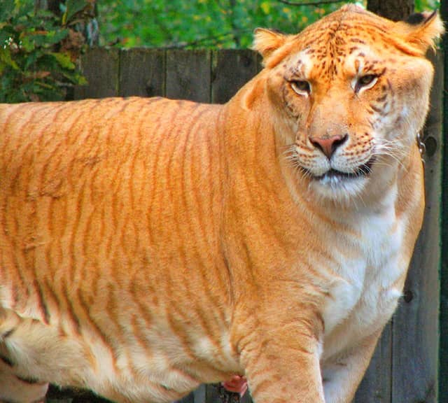 Liger Hercules has no mane around its neck. 