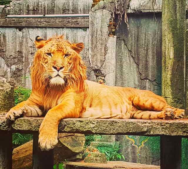 A liger mane has a brown color. 
