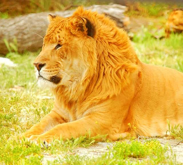 Mane of a liger around its neck. 