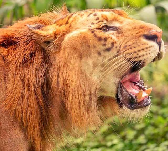 A liger mane serves as a protection gear. 