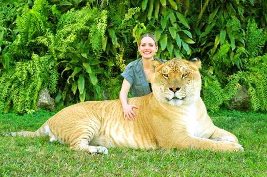 Moksha Bybee is a Liger Expert at Myrtle Beach Safari, South Carolina.