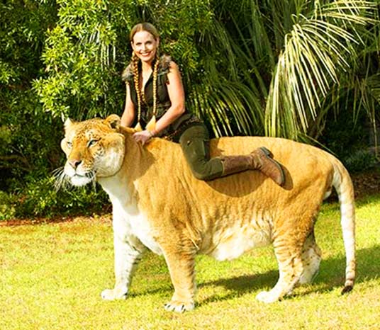 Moksha Bybee Riding on the back of Hercules the Liger.