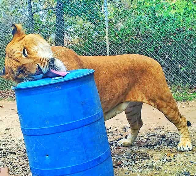 The stripes of the ligers become paler with age.