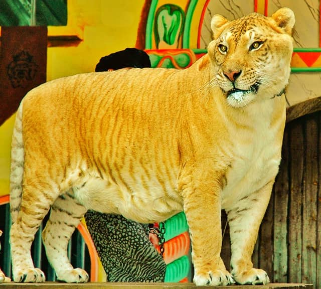 Ligers have thinner stripes as compared to the stripes of the tigers.