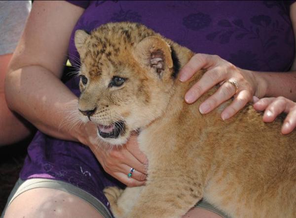 Liger Cub News Buzz. 