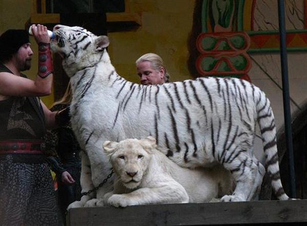 Liger Cubs are famous than Lions and tigers Cubs. 