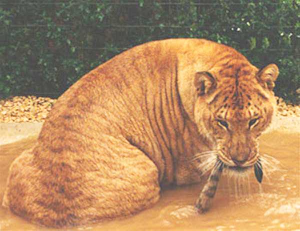 Liger Nook was Abandoned by its Owners when it was 3 months old. 