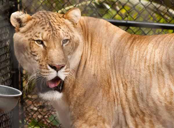 Liger Nooks ashes were preserved by its Caretaker Carnegie. 