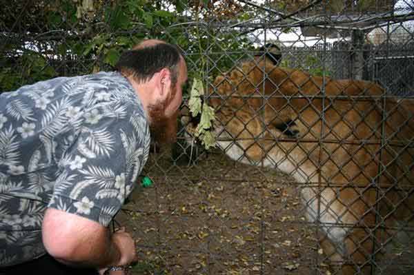 Nook the Liger Cuddling with its Keeper
