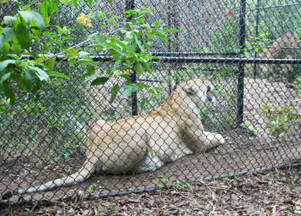 liger 1,3 meter lang.