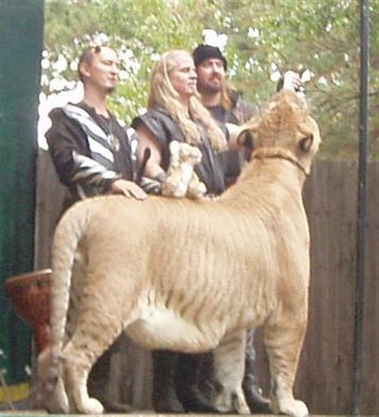 liger raskeste hastigheten er mer enn 80 kilometer i timen.