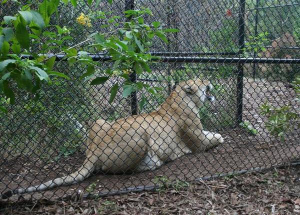 liger har en tiger halen.