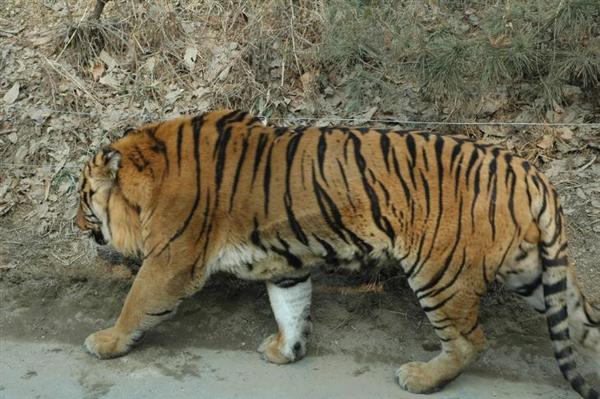 A Liger Parent having female liger from different origin will allow liger to show a variation within its behavior.