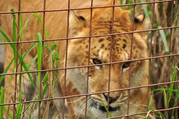 Ligers parents Lions and tigers. Both Genetics are included.