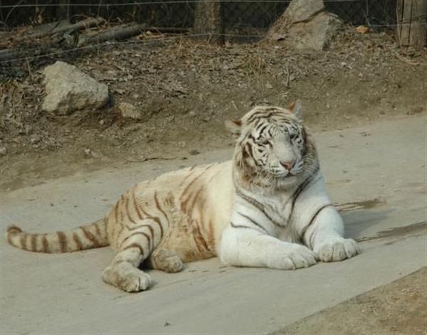 Liger is a hybrid of Lion and tiger. Asiatic Lions may exhibit different behavior within ligers.