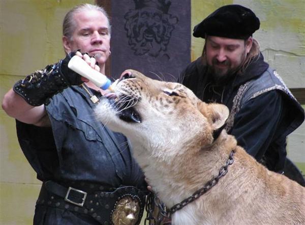 Liger Pet Hercules at Myrtle Beach Safari, South Carolina, USA.