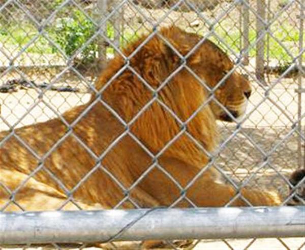 Liger Pet Hobbs in United States of America.