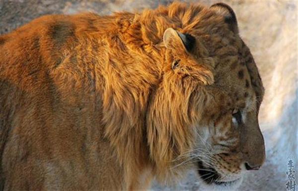 Liger Mane is not as huge as a lion. 