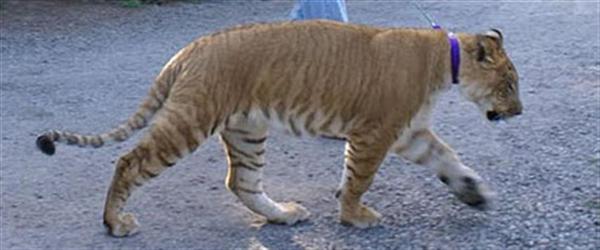 Liger Cub Pic. A Liger Cub Walking across the Street. 