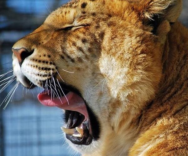 Liger Lazily Yawning at an Animal Sanctuary. 