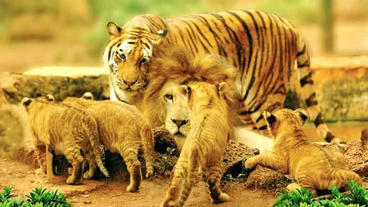 Liger Births' record in China by a tigress.