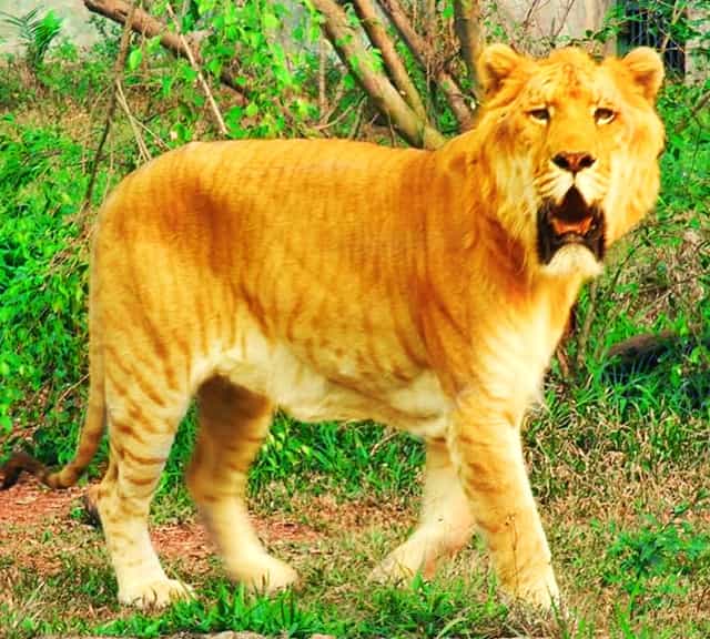 Hainan Tropical Wildlife Park is famous for having ligers in China.